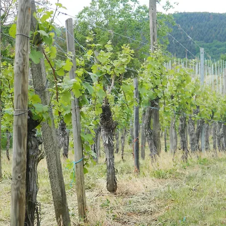 L'hostellerie Du Chateau 3* Eguisheim